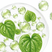 Houttuynia cordata Extract (AcnObuster™)